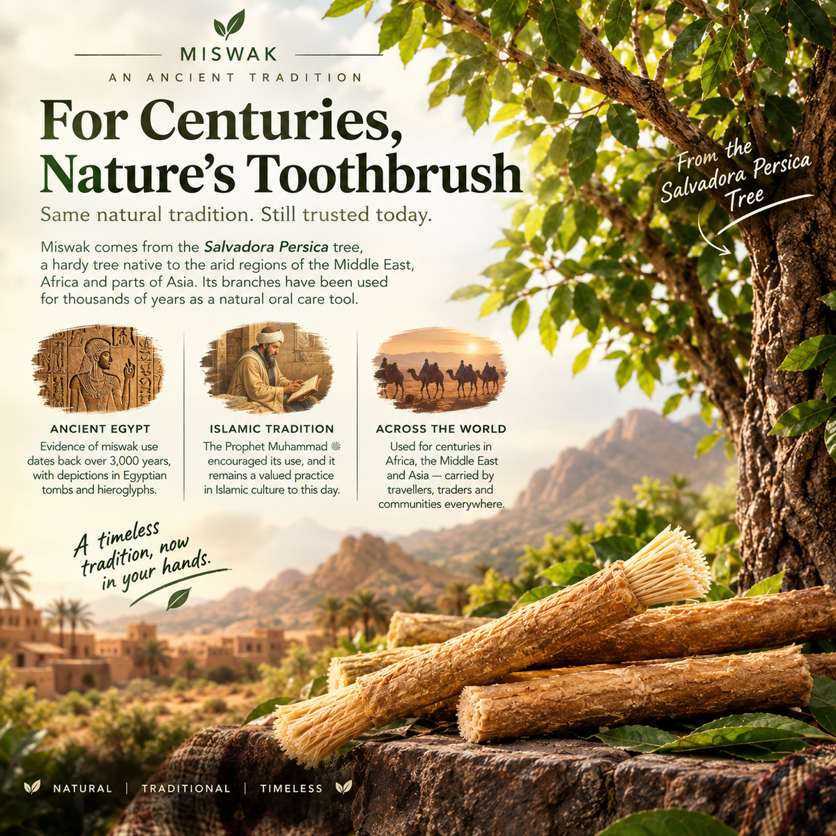 Salvadora Miswak™ Natural Toothbrush Sticks - Pack Of 6